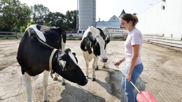 Dairy and Food Animal Management