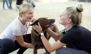 Animal and Veterinary Biosciences