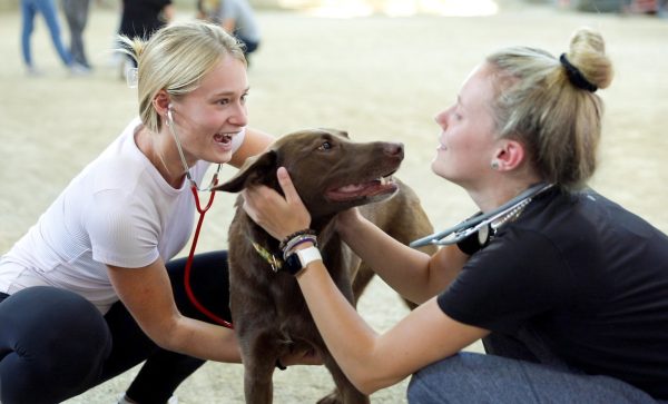 Animal and Veterinary Biosciences