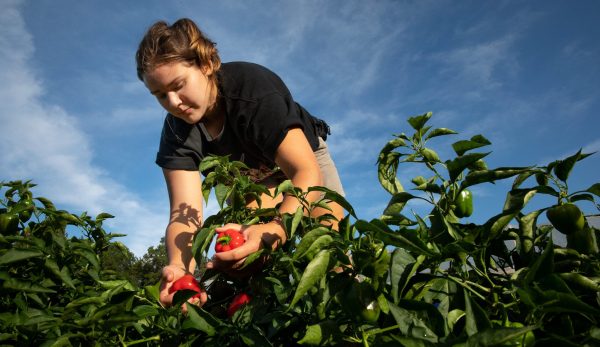 Organic Agriculture