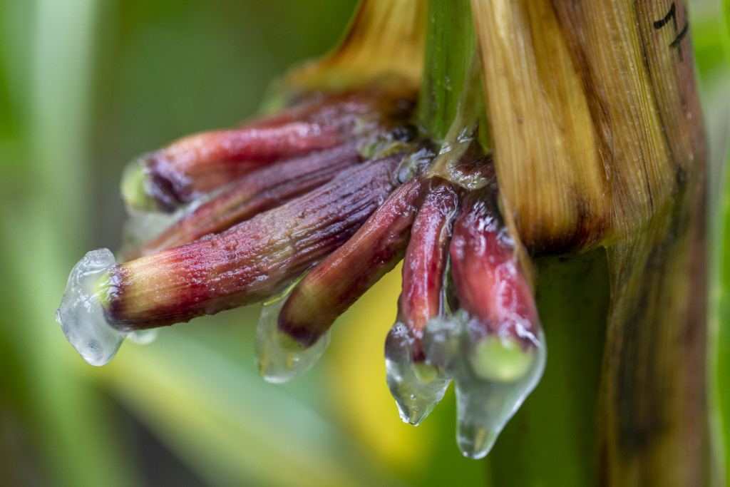 Photo shows a gel produced by a nitrogen-fixing corn’s aerial roots, is from a 2019 experiment at the West Madison Agricultural Research Station.