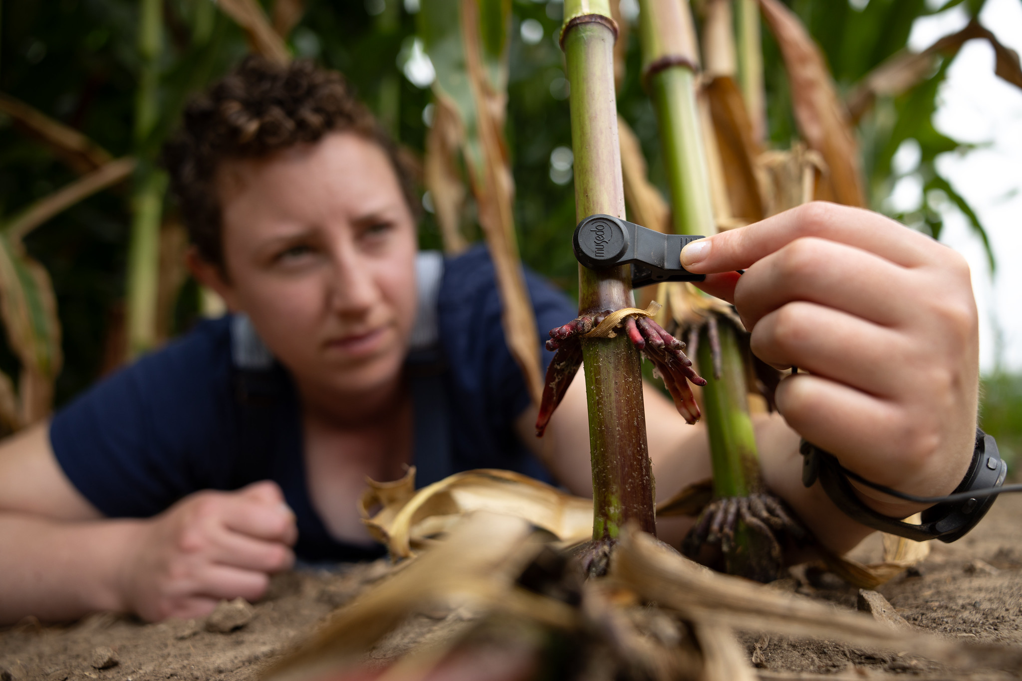 Emily Bick, assistant professor of entomology and extension specialist, places the Insect Eavesdropper sensor on a cornstalk in a field at Arlington Agricultural Research Station.