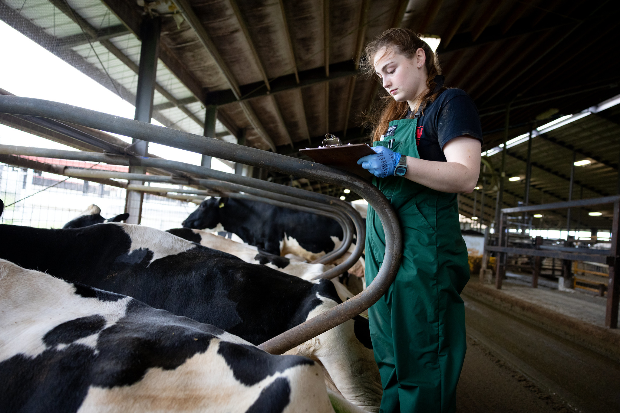 A student is in a cattle barn standing next to a row of cattle. They are wearing gloves, overalls, and are writing on a clipboard
