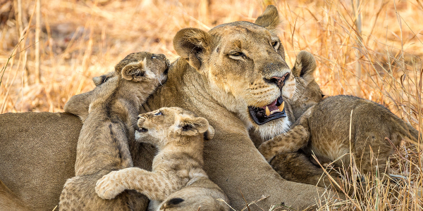 A female lion is laying down in the grass, three lion cubs are crawling on top of her