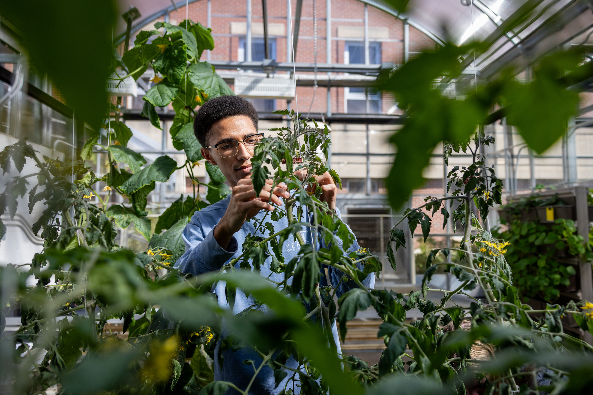 A student examines a plant in a greenhouse